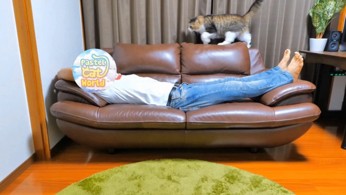 ソファの背もたれを歩く猫