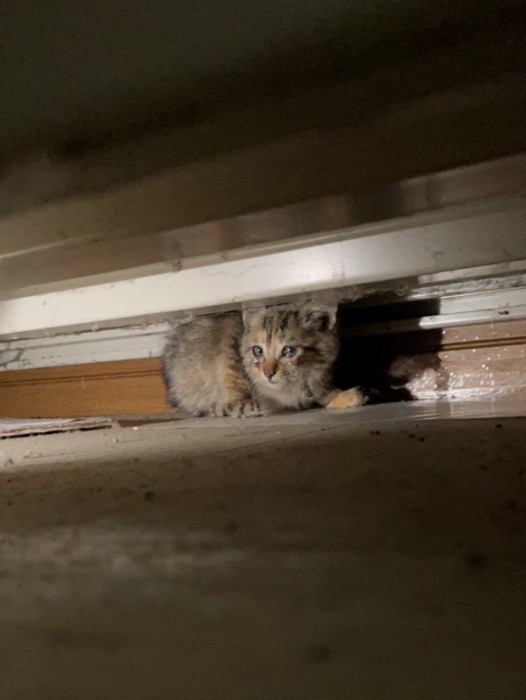 隠れている子猫