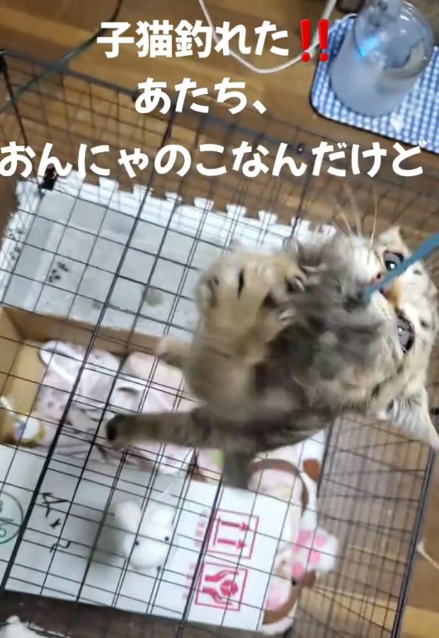 必死に噛みつく小町ちゃん