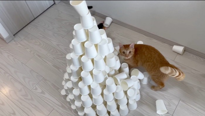 紙コップでできたタワーを倒す茶トラ猫