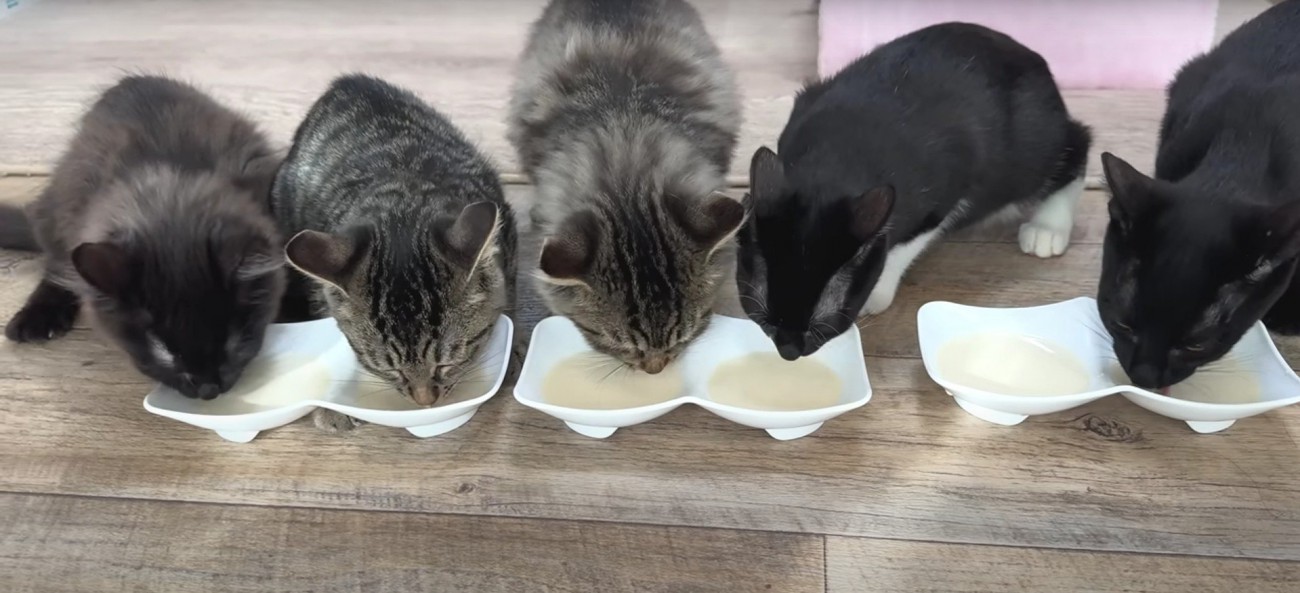 ミルクを飲んでいる子猫
