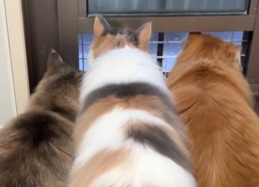 3匹の長毛猫の体から上部分