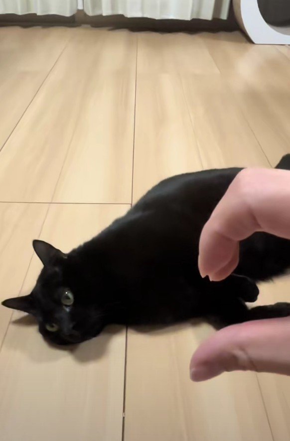 寝転がっている虎徹くん