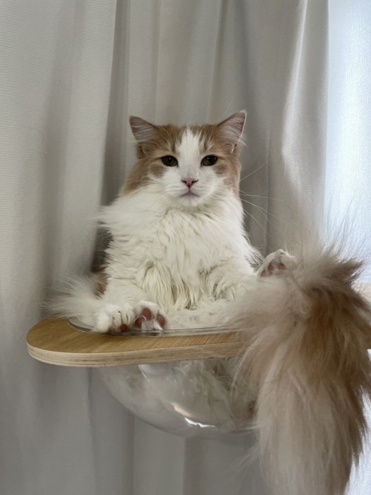 透明ボウルに入っている猫