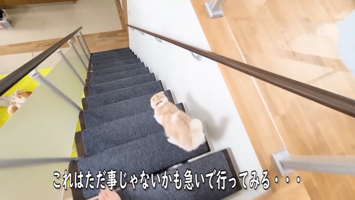 階段を下りる猫