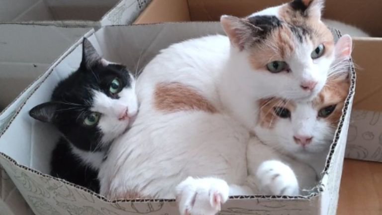 段ボールに入っている猫