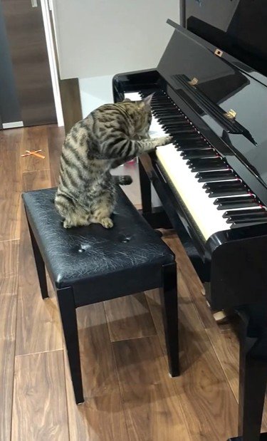 ピアノの椅子に座っている猫