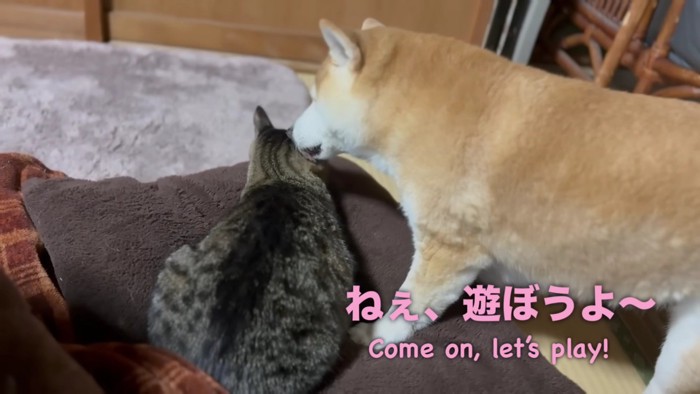 並ぶキジトラと柴犬の後ろ姿