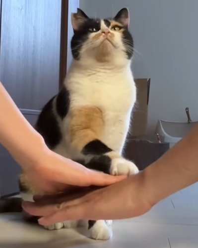 二人の手に重なる猫の手