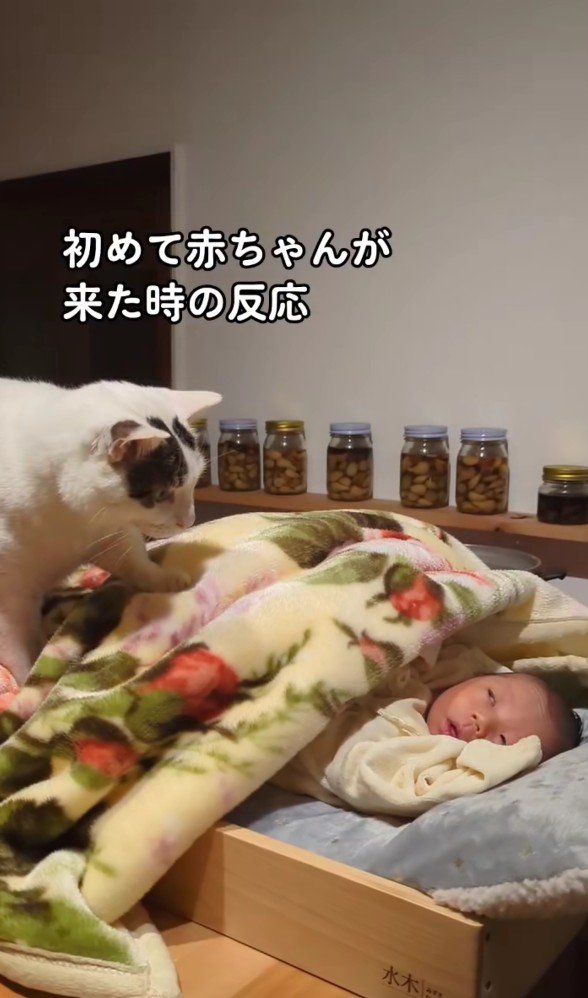 赤ちゃんを覗き込む猫
