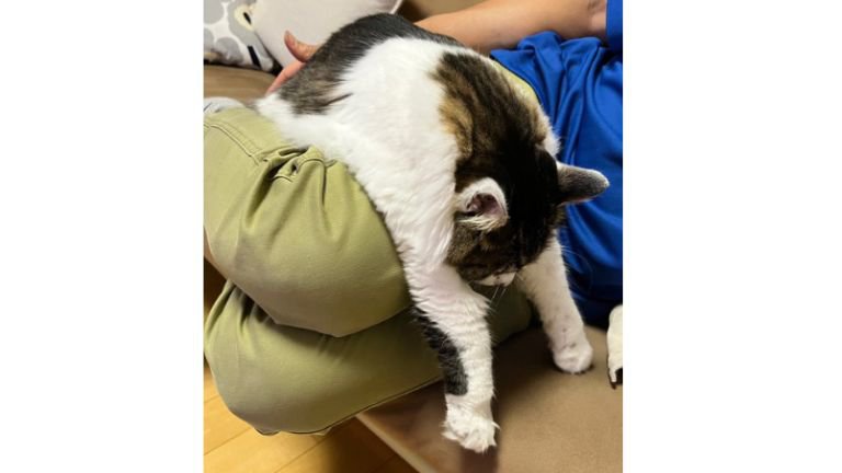 膝に乗っている猫