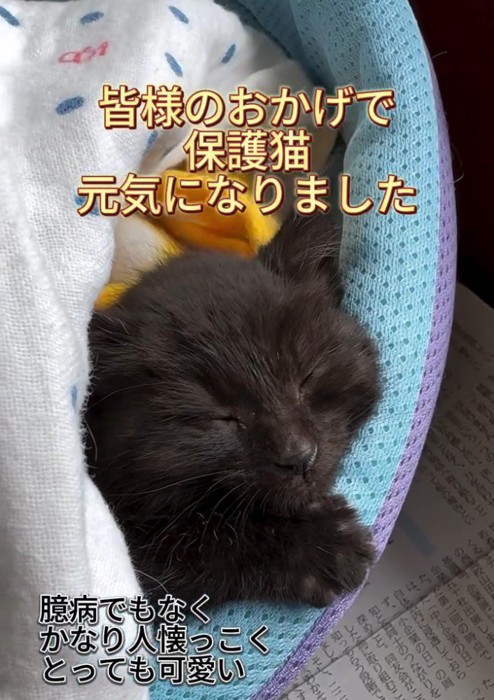 寝ている子猫