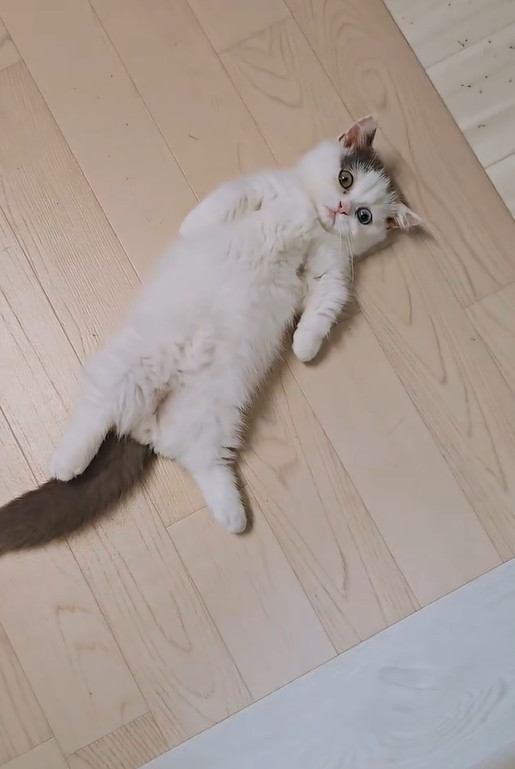 床に仰向けになっている猫