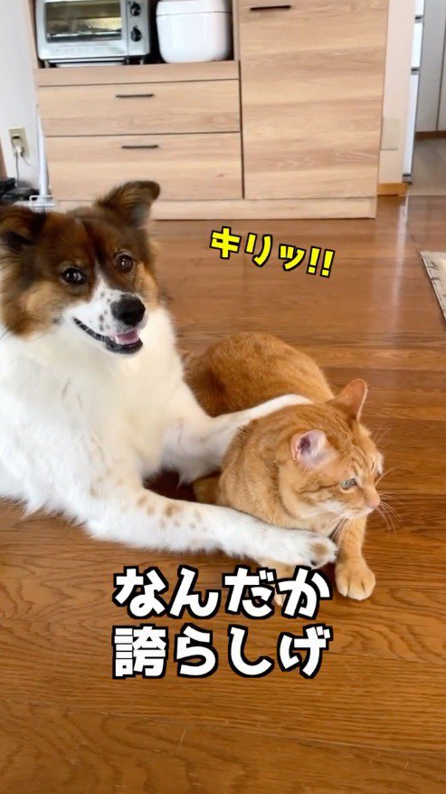 猫の背中に前足を乗せて、カメラを見つめる中型犬