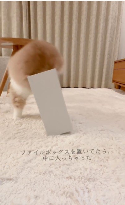 ファイルボックスに入っている猫