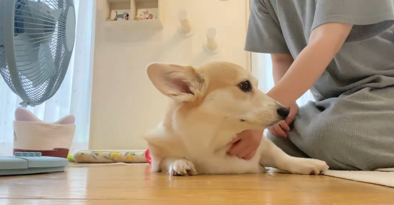 なでられている犬