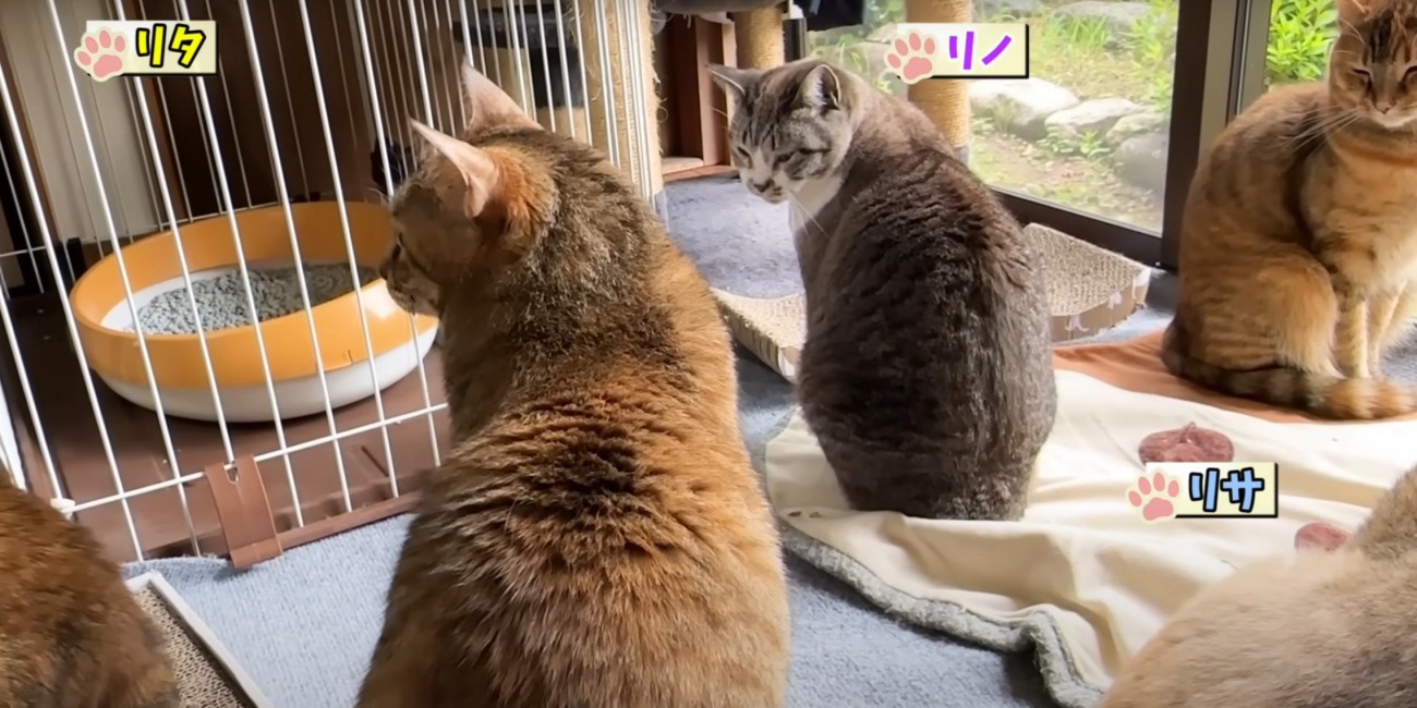 窓辺の猫4匹と犬の背中