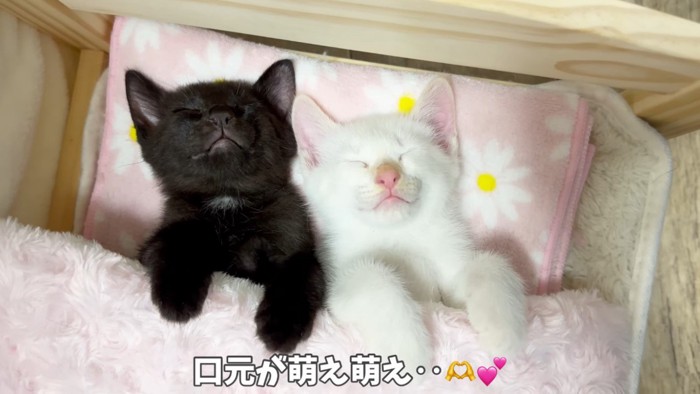 猫用ベッドで眠る子猫