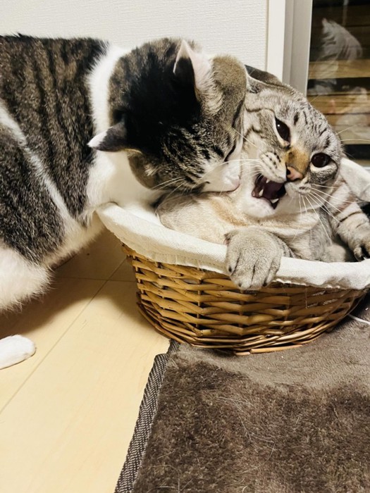 けんかする2匹の猫