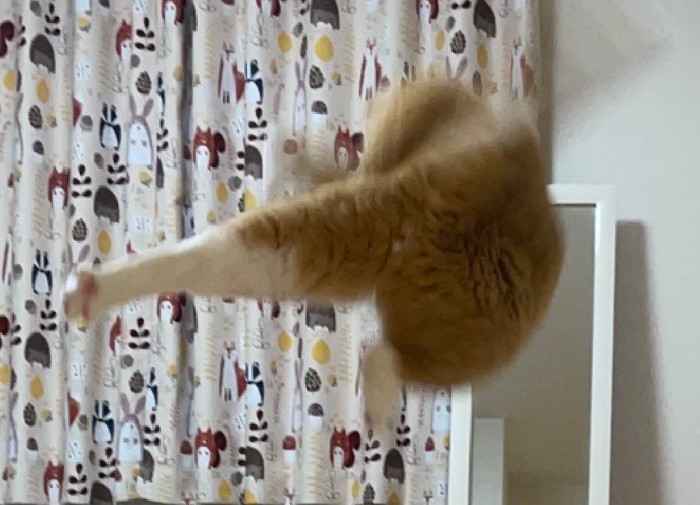 足蹴りする猫