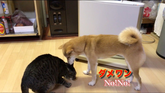 猫の頭に鼻を近づける犬