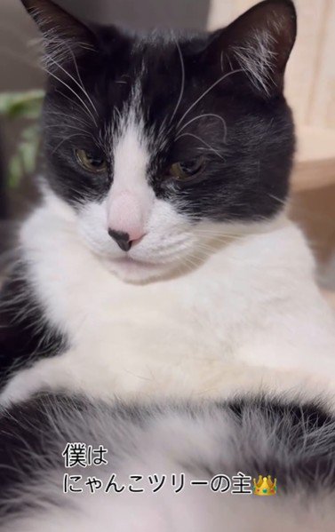 キャットタワーの上であおむけで寝ている猫