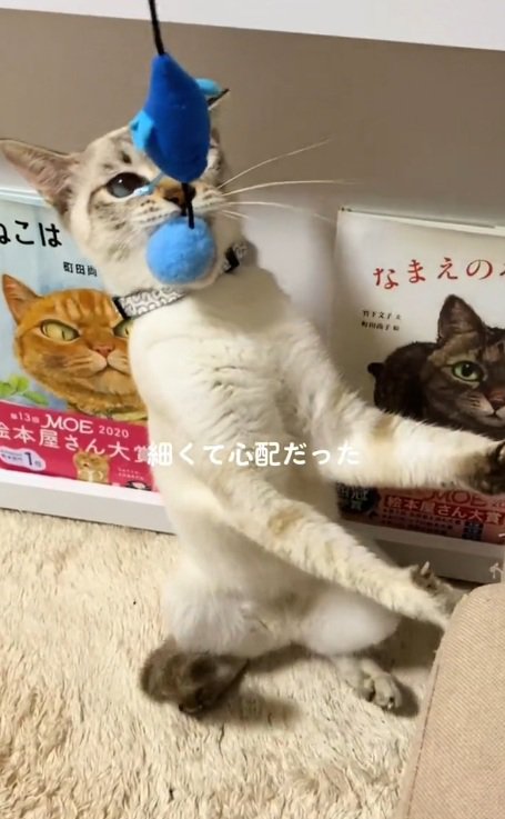 おもちゃをくわえているサバ白猫