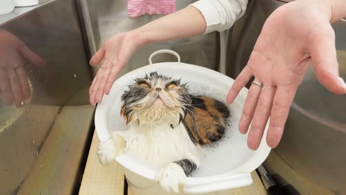 人の手を見る猫