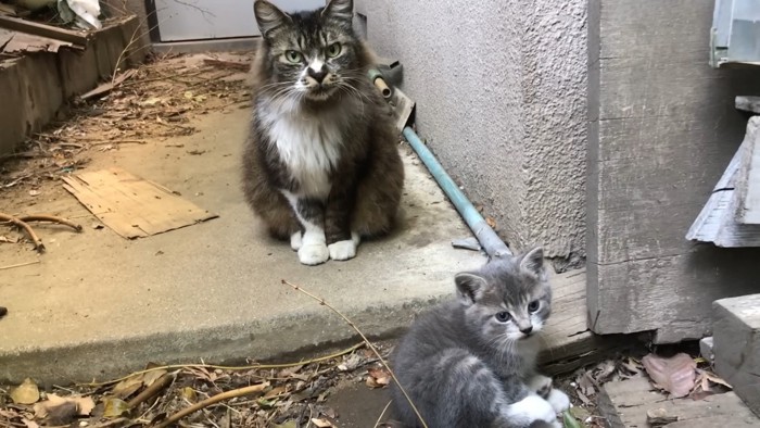 猫の親子