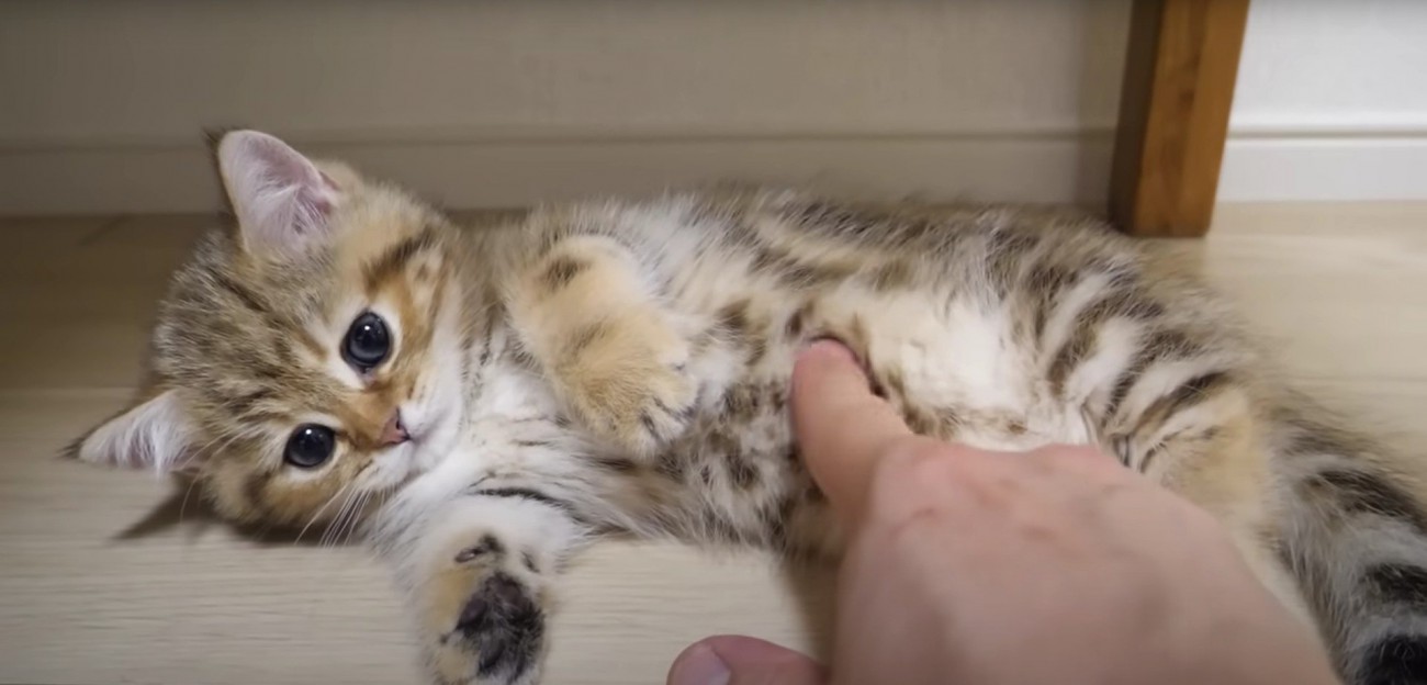 人の手にじゃれている猫