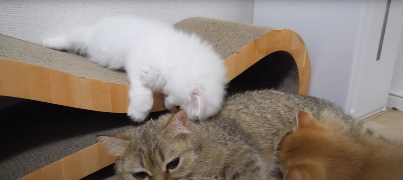 寝そべっている大人の猫と子猫