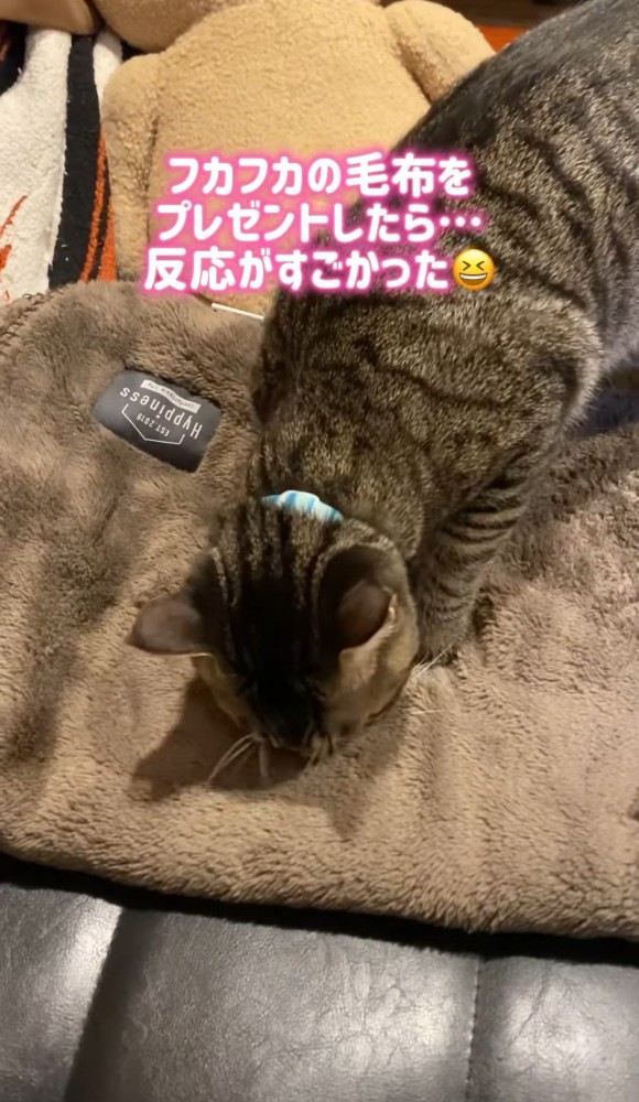 毛布のにおいを嗅ぐ猫3