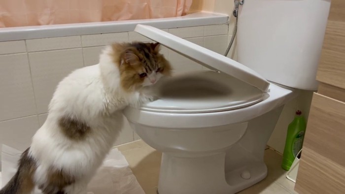 トイレに興味津々のコロタくん