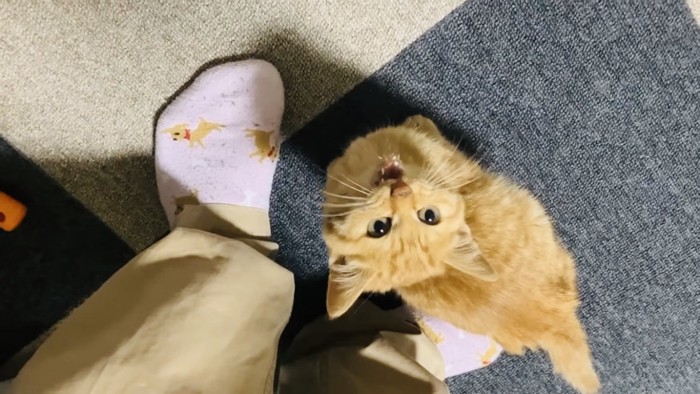 パパに返事する仔猫