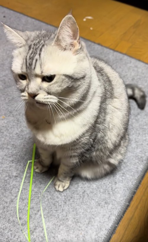 画面斜め左下に顔を向けて口を開けている猫