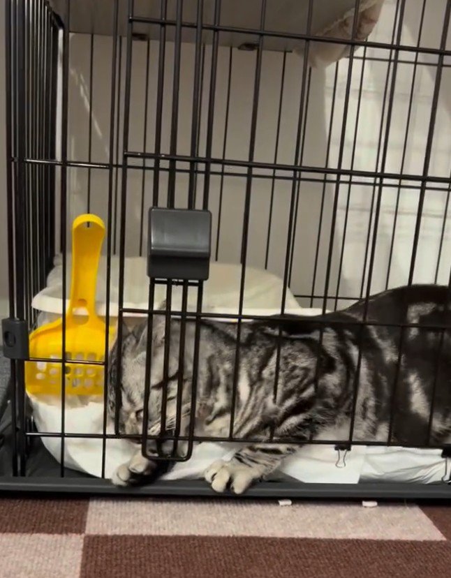 扉を上下に揺らす猫