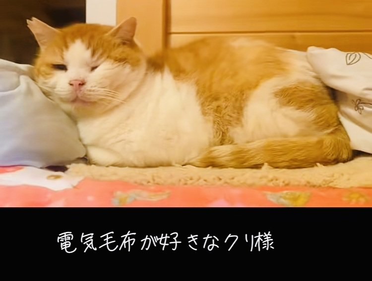 電気毛布の上で寛ぐ茶白猫