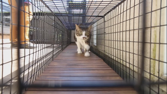 歩いてくるキジ白猫さん