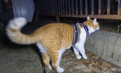 柵の外を見る猫