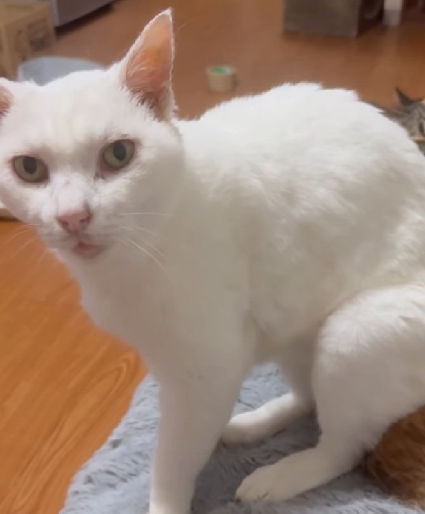 飼い主さんを見る猫