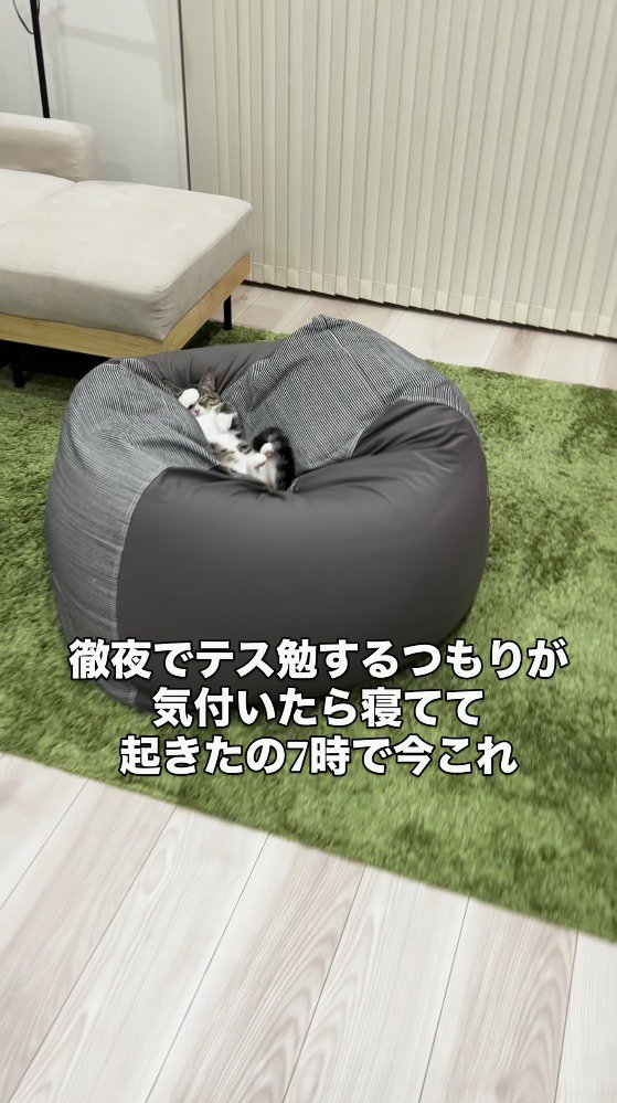 クッションの上で眠るキジ白猫