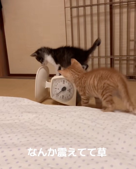 はかりが揺れる