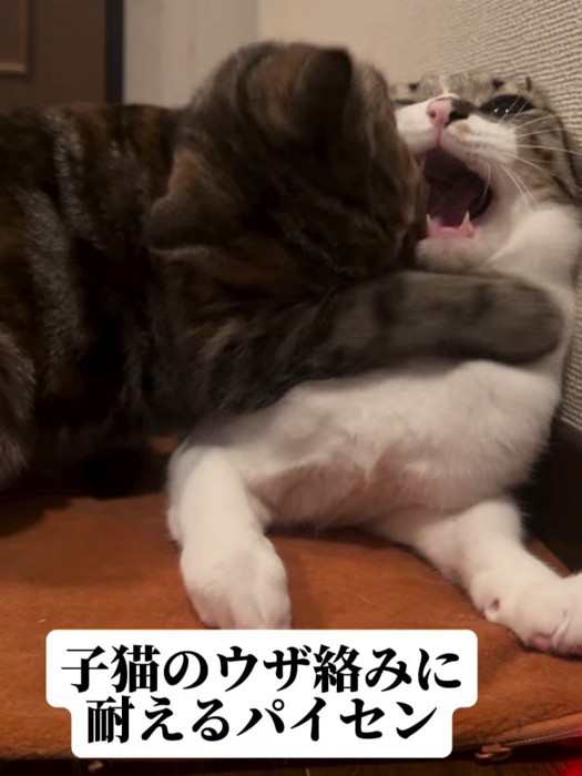 子猫に襲われる成猫