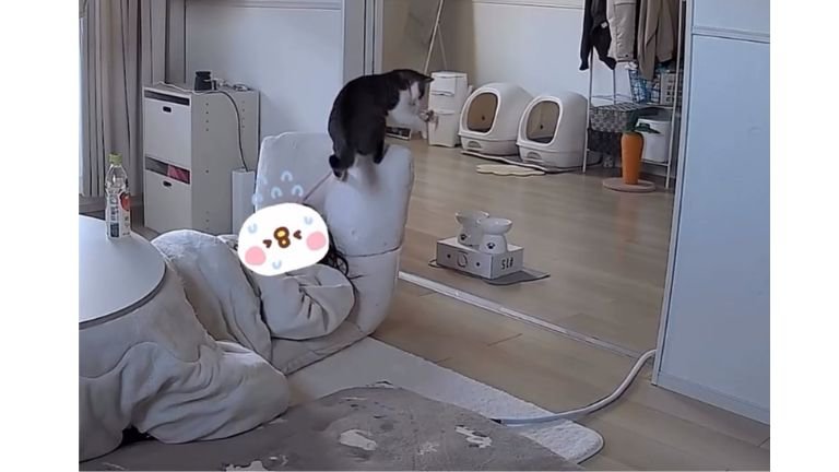 座椅子にいる猫