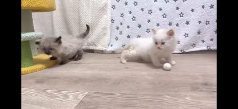 へっぴり腰のわたあめ