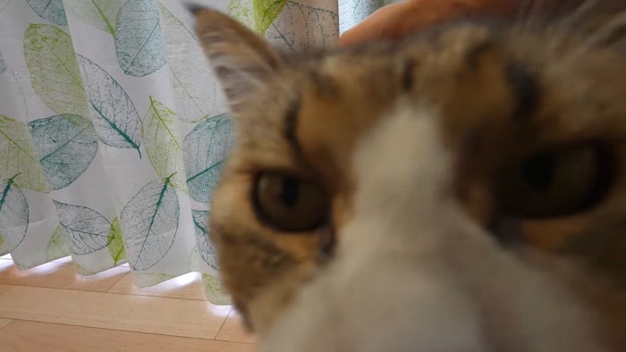 ドアップ