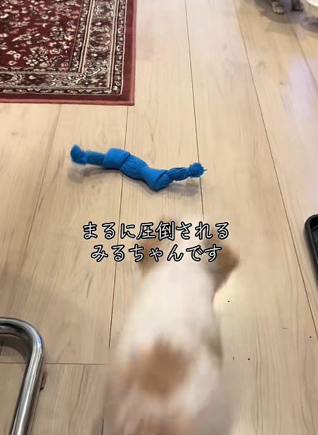 おもちゃに向かう犬