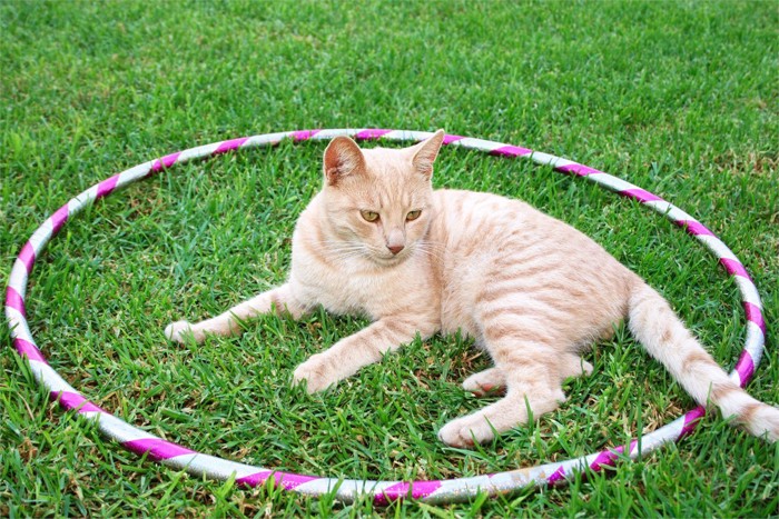 フラフープのなかに座り込む猫