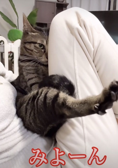 飼い主さんの膝にのっているイヴくん