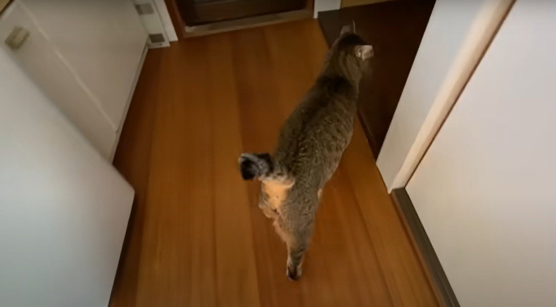 廊下を歩く猫
